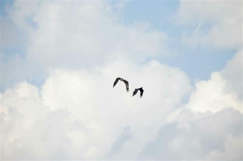 Premium Photo Two Birds Flying In Cloudy Sky