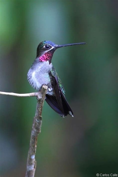 Colibri De Pico Largo Long Billed Starthroat Heliomaster