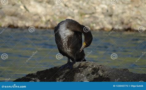 Great Big Cormorant Stock Image Image Of Cormorant 122042775