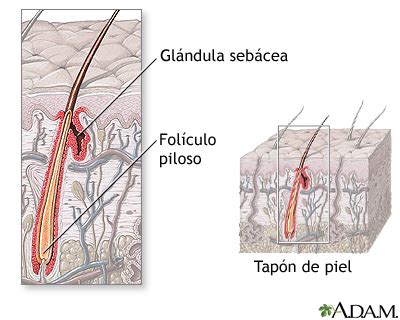 Histolog A Del Fol Culo Piloso