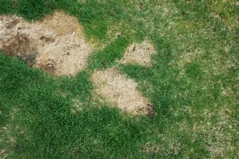 How To Identify And Treat Different Types Of Lawn Disease