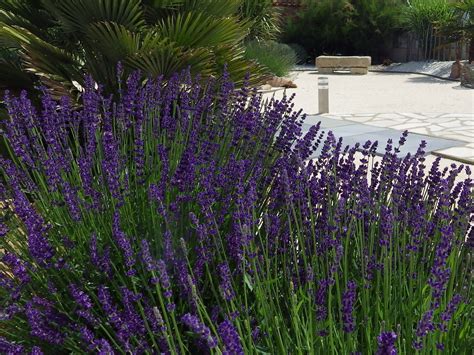 Lavandula Angustifolia Hidcote Pépinières De La Rivière