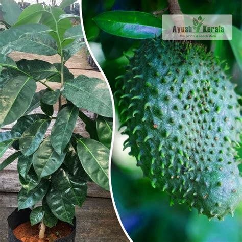 Buy Mountain Soursop Annona Montana Plant Kerala Nursery