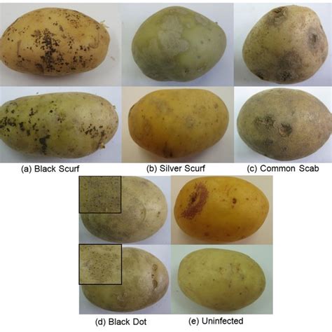 Examples Of Visual Symptoms Of Potato Diseases A Black Scurf