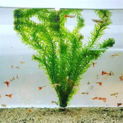 Elodea Planta Acu Tica Paquete De Tallos De A Cm Meses Sin