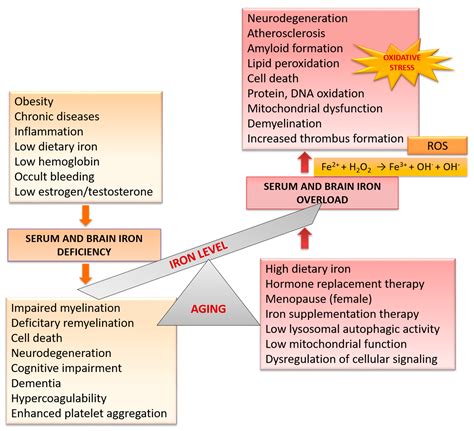Age Related Changes And Sex Related Differences In Brain Iron Metabolism