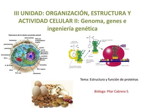 Ppt Iii Unidad Organizaci N Estructura Y Actividad Celular Ii