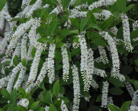 Great Design Plant: 'Little Henry' Sweetspire