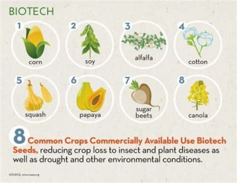 GMO Foods: Pros and Cons