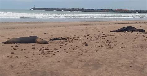 Influenza Aviar Confirman Los Casos De Lobos Marinos Muertos En