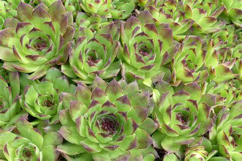 joubarbe des toits sempervivum plantation entretien soins