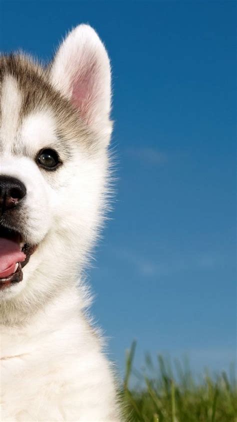 Cute Baby Husky Wallpapers - Top Free Cute Baby Husky Backgrounds ...