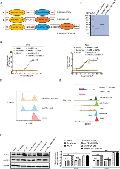 Biochemical Characterization Of The Anti Pd L1 Cd16a Il15 Fusion