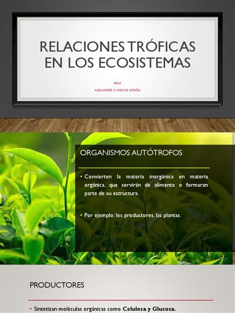 Relaciones Tróficas En Los Ecosistemas Pdf Biomasa Ecología Entorno Natural