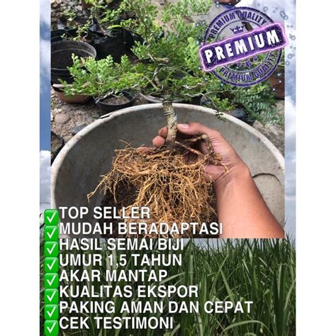 Jual BAHAN TANAMAN BONSAI KAWISTA KERIKIL Shopee Indonesia