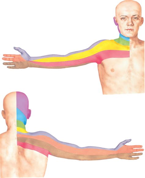 Dermatomes Of Upper Limb Diagram Quizlet