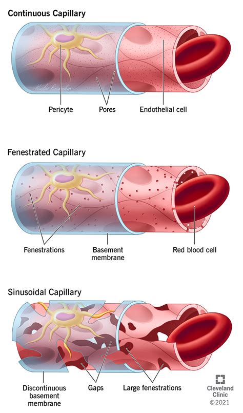 Kursus Bekam Online STRUKTUR CAPILLARY BED