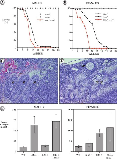 Tumor Development In Er ␣ Ϫ Ϫ Inh ␣ Ϫ Ϫ Double Knockout Mice A