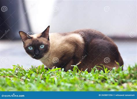 Gato Siamês Olhos Azuis Sentados Sobre Grama Verde No Jardim Gato