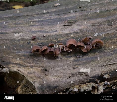 Jelly ear fungus Stock Photo - Alamy