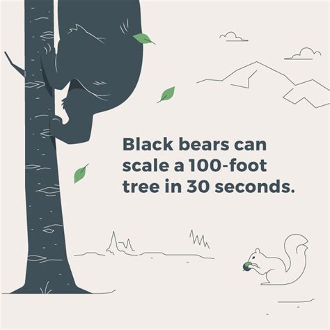 Black Bear Facts and Safety Information