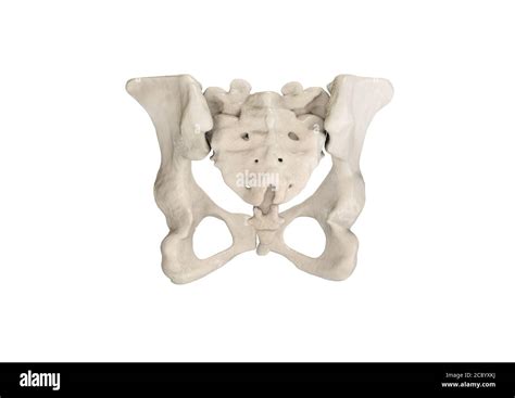 Female pelvic bone hi-res stock photography and images - Alamy