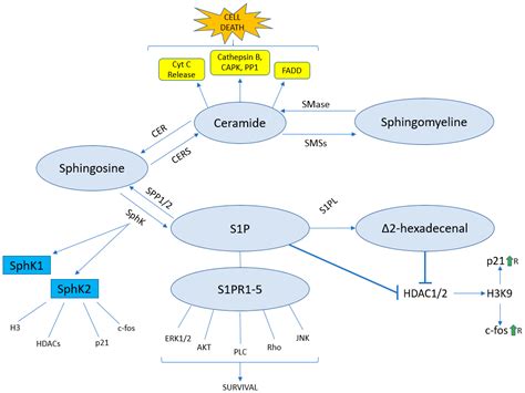 IJMS Free Full Text Epigenetic Regulation Mediated By Sphingolipids