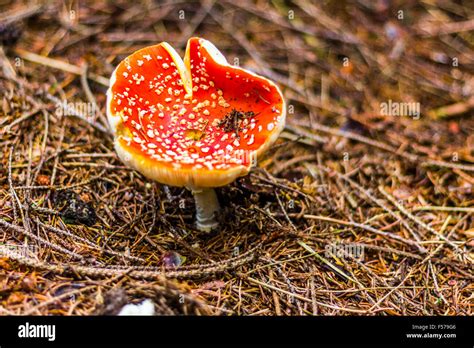 Mushrooms In The Woods With Autumn Colours Stock Photo Alamy