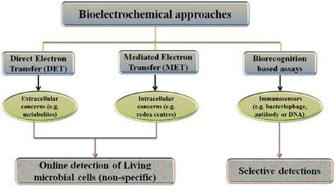 Bioelectrochemical Systems For Monitoring The Extraand Intracellular