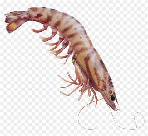 Shrimps Png Photoshop Shrimp Transparent Png X