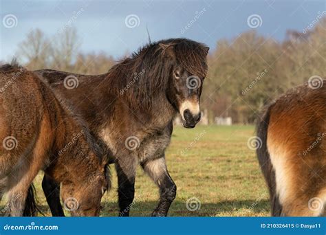 Herd Of Wild Exmoor Pony Heads Chestnut Color Horses On The Grass In