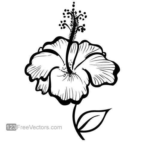 Hand Drawn Hibiscus Flower Vector