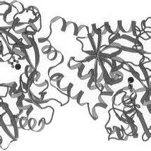 Polypeptide folding of Fe 2 (C 2 O 4 ) 2 Lf, with the bound Fe 3+ and C ...