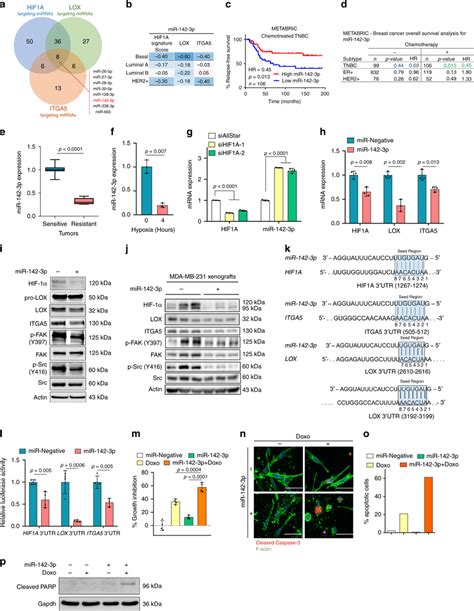 MiR 142 3p Regulates HIF1A LOX ITGA5 Axis To Confer Chemosensitization