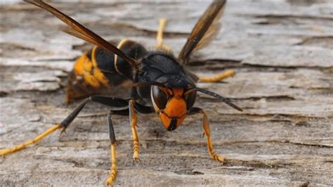 Attaque De Frelons Asiatiques Dans Une Cole Des Deux S Vres