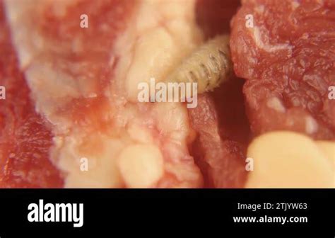 Larva Of Flies On Meat Its Hooks Can Be Seen In Its Front Housefly