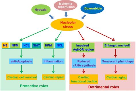 Frontiers Nucleolar Stress Friend Or Foe In Cardiac Function