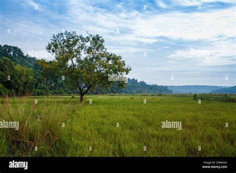 paddy field kerala india Stock Photo - Alamy