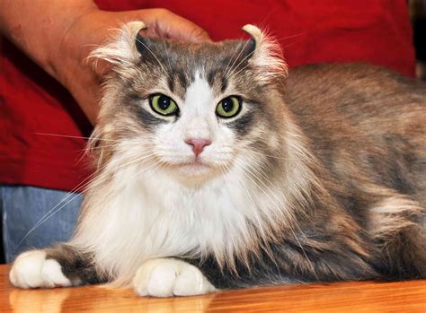 The Ethics of Cuteness: A Closer Look at 12 Trendy Cat Mutations