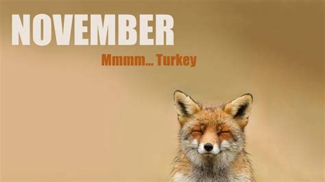 fox, Animals, November Wallpapers HD / Desktop and Mobile Backgrounds