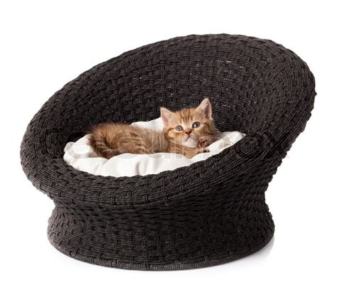 Kitten Sleeping In The Basket Stock Image Colourbox