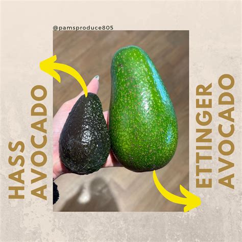 Ettinger Avocado Box 6 Count Pamsproduce