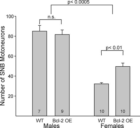 Overexpression Of Bcl 2 Reduces Sex Differences In Neuron Number In The Brain And Spinal Cord