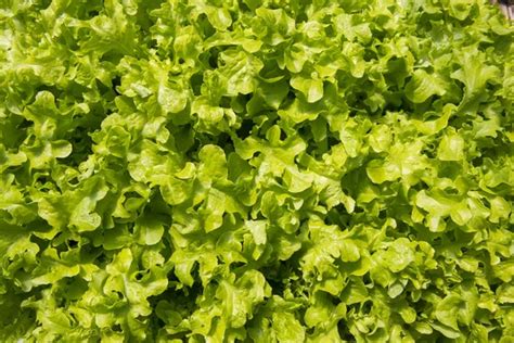 Lettuce Growing In A Raised Bed In A Polytunnel Stock Photo By