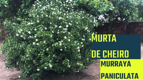 MURTA DE CHEIRO AKA MURRAYA PANICULATA YouTube