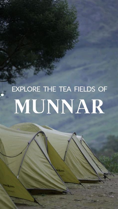 Day At Camp Woody Munnar Explore The Tea Fields Of Munnar With