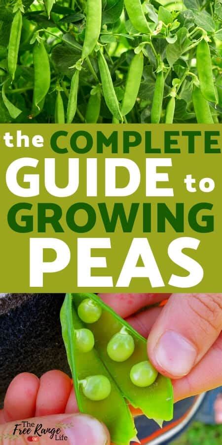 Growing Peas How To Plant Care And Harvest Your Garden Peas