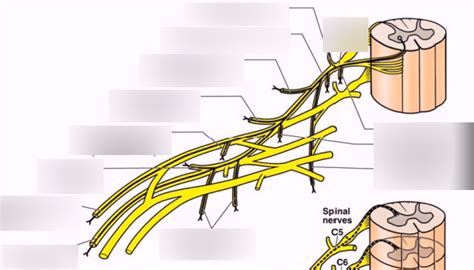 Spinal Nerve Plexuses Diagram Quizlet