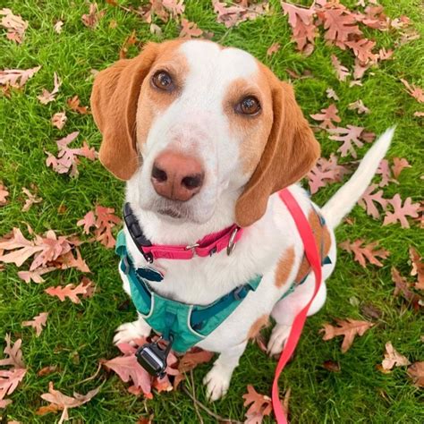 Coonhound Lab Mix: A Family Dog With A Working Habit