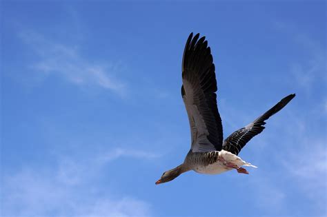 flying greylag goose  photo  pixabay pixabay